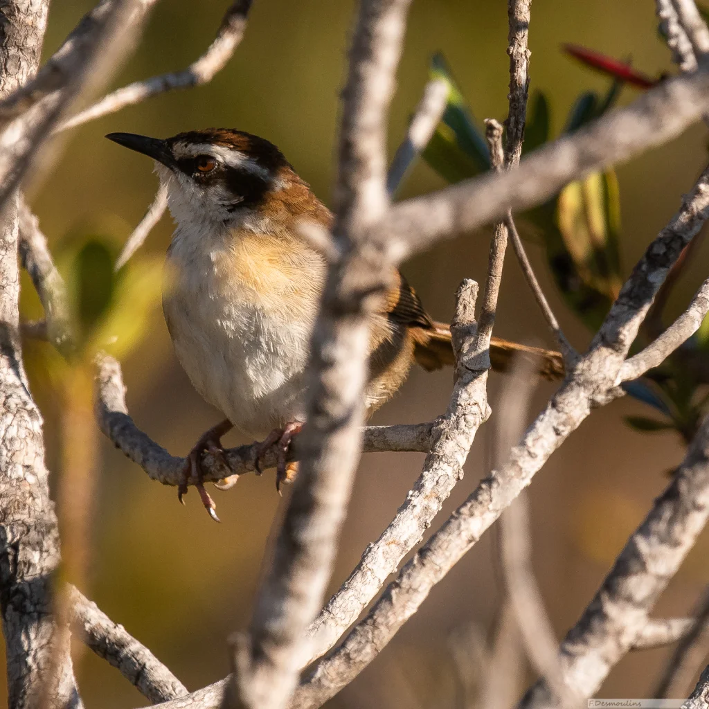 新喀草莺(Cincloramphus mariae)