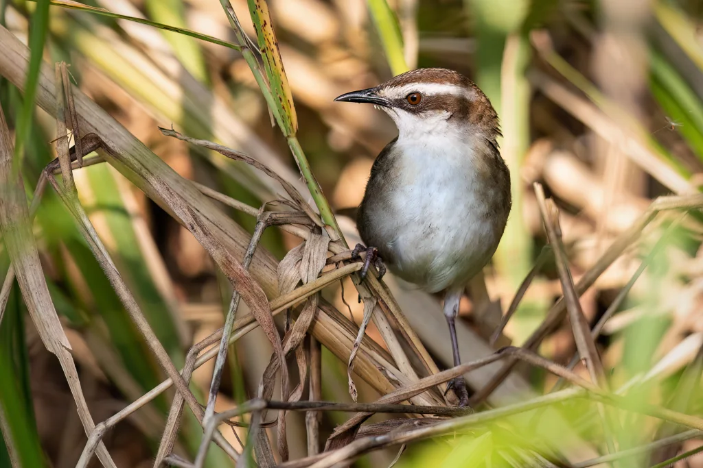 新喀草莺(Cincloramphus mariae)