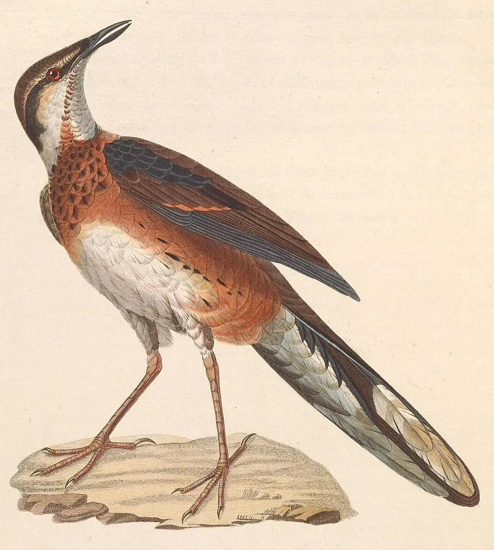 彩鹑鸫(Cinclosoma ajax)