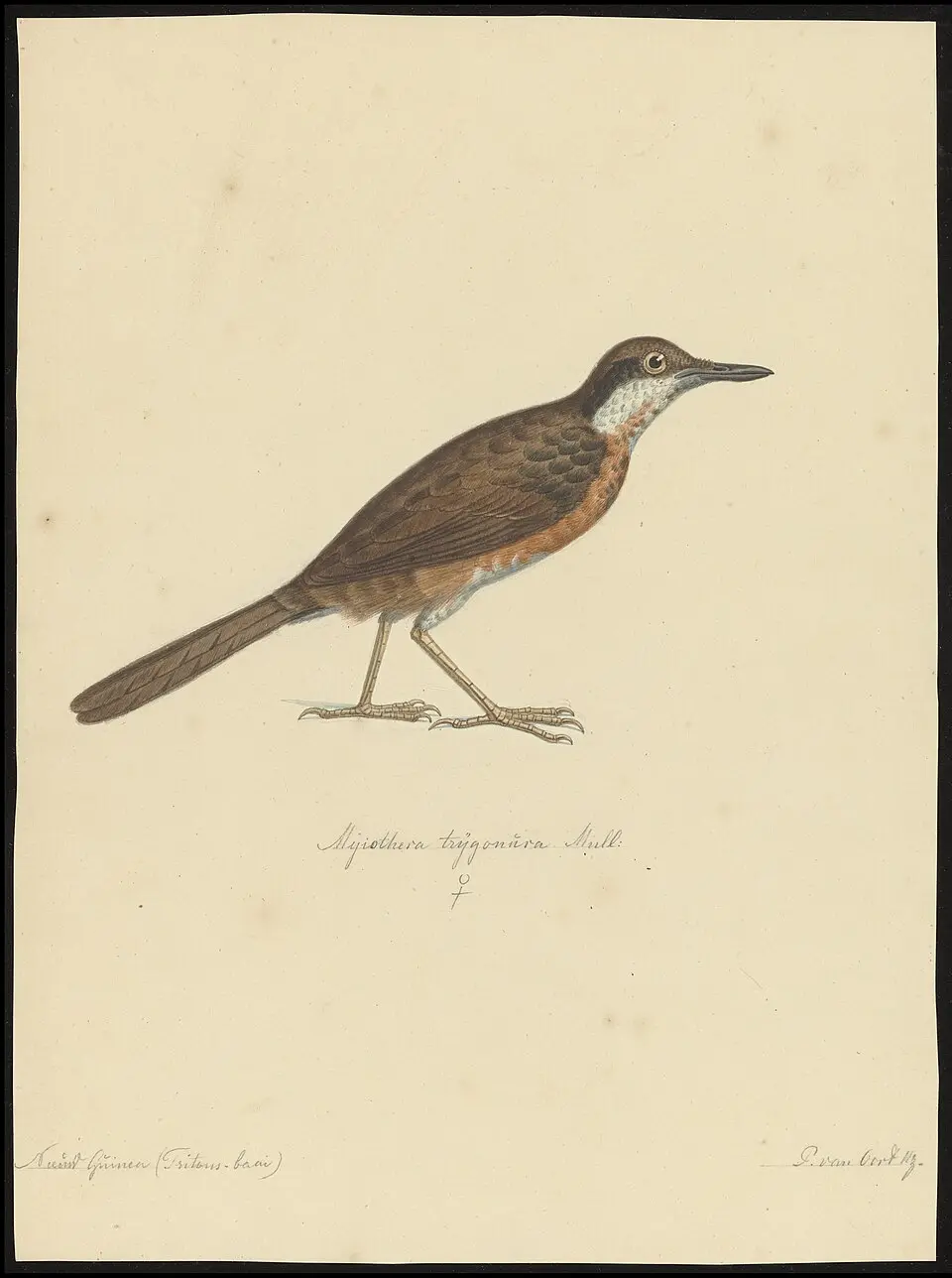 彩鹑鸫(Cinclosoma ajax)