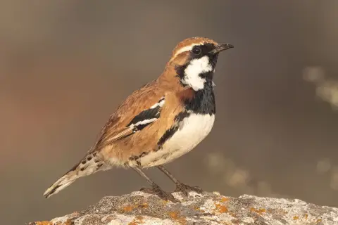 黑胸桂红鹑鸫