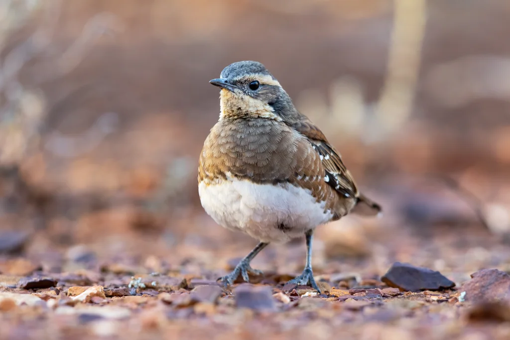 栗胸鹑鸫(Cinclosoma castaneothorax)