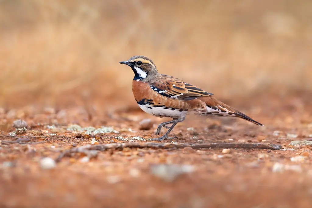栗胸鹑鸫(Cinclosoma castaneothorax)