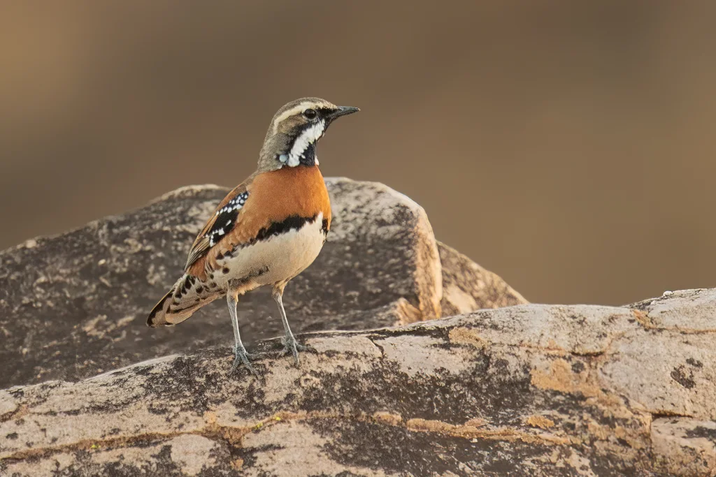 栗胸鹑鸫(Cinclosoma castaneothorax)