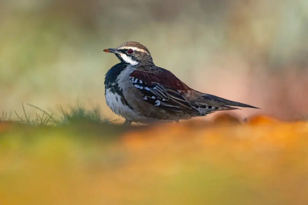 铜背鹑鸫(Cinclosoma clarum)
