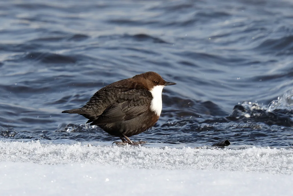 河乌（Cinclus cinclus）