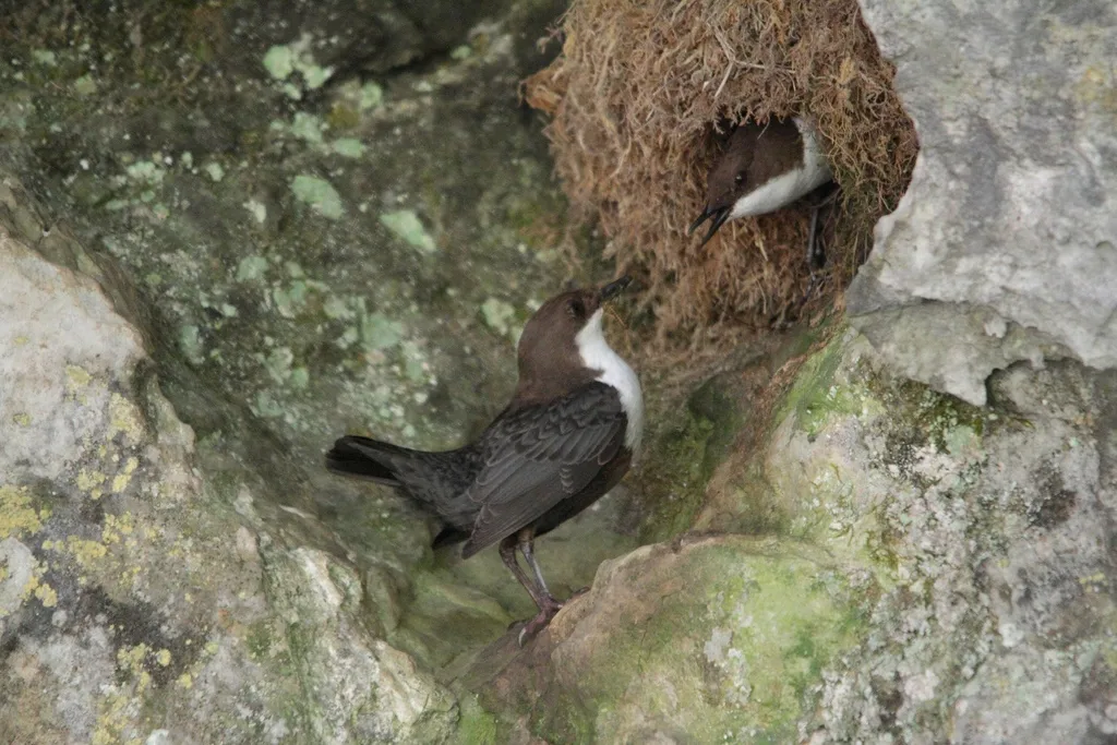 河乌（Cinclus cinclus）
