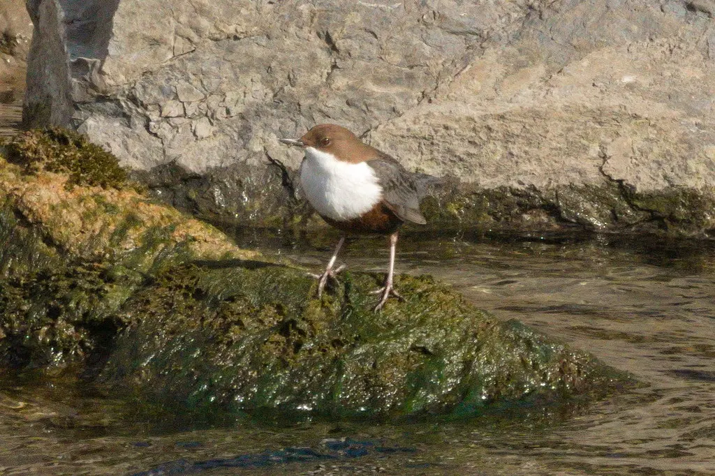 河乌（Cinclus cinclus）