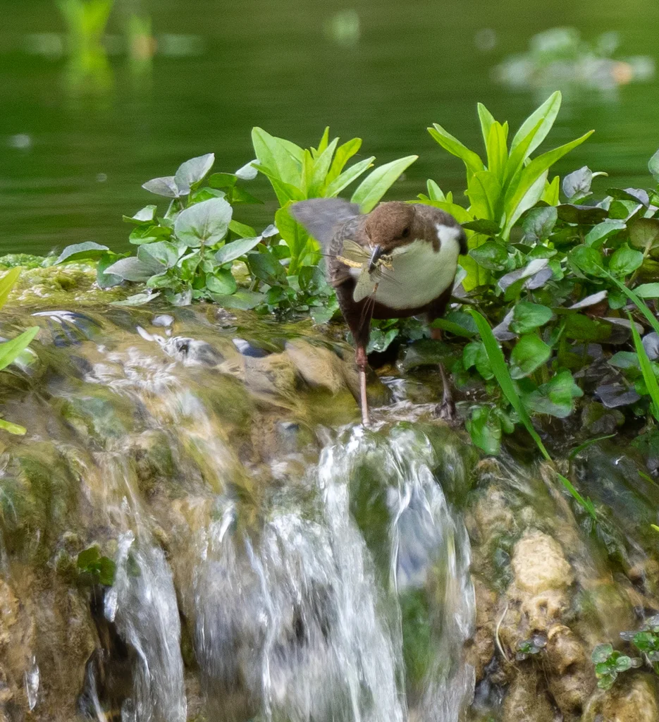 河乌(Cinclus cinclus)
