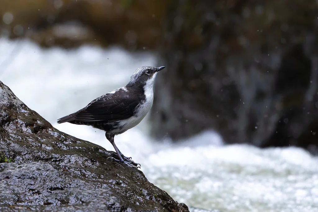 白顶河乌(Cinclus leucocephalus)