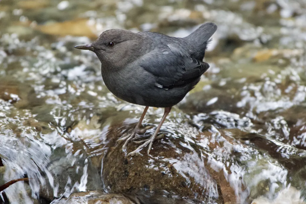 美洲河乌(Cinclus mexicanus)