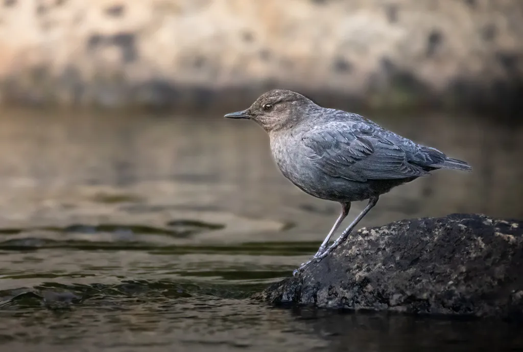 美洲河乌(Cinclus mexicanus)