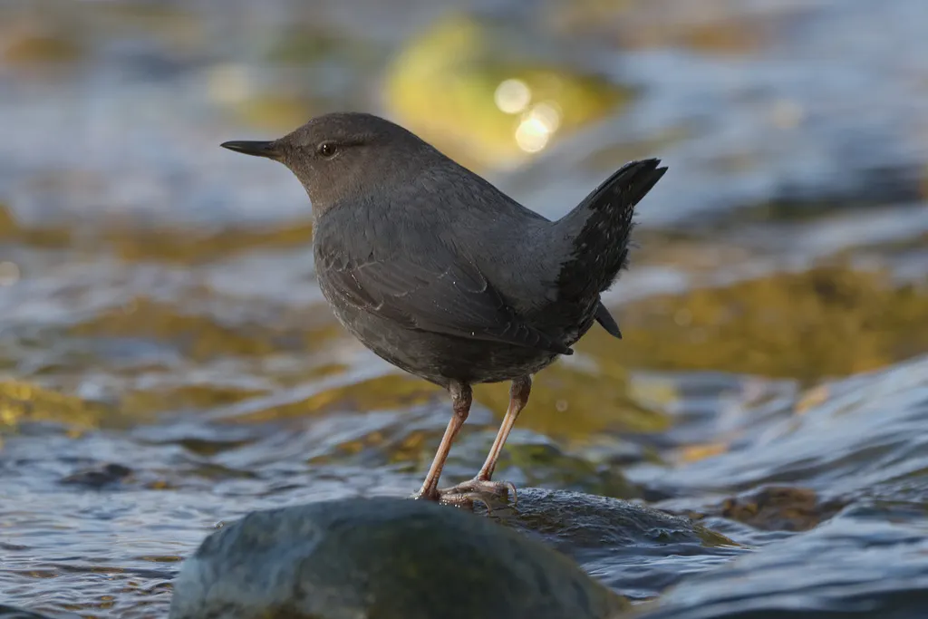 美洲河乌(Cinclus mexicanus)