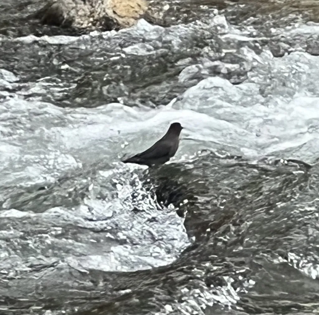美洲河乌(Cinclus mexicanus)