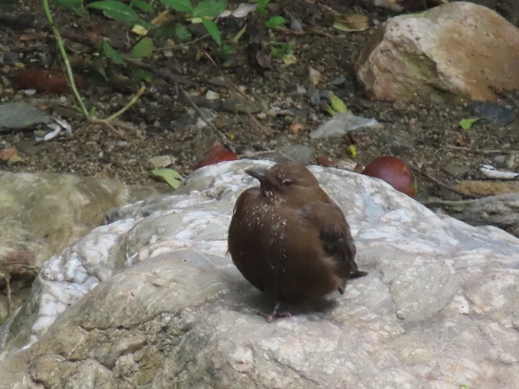 褐河乌(Cinclus pallasii)