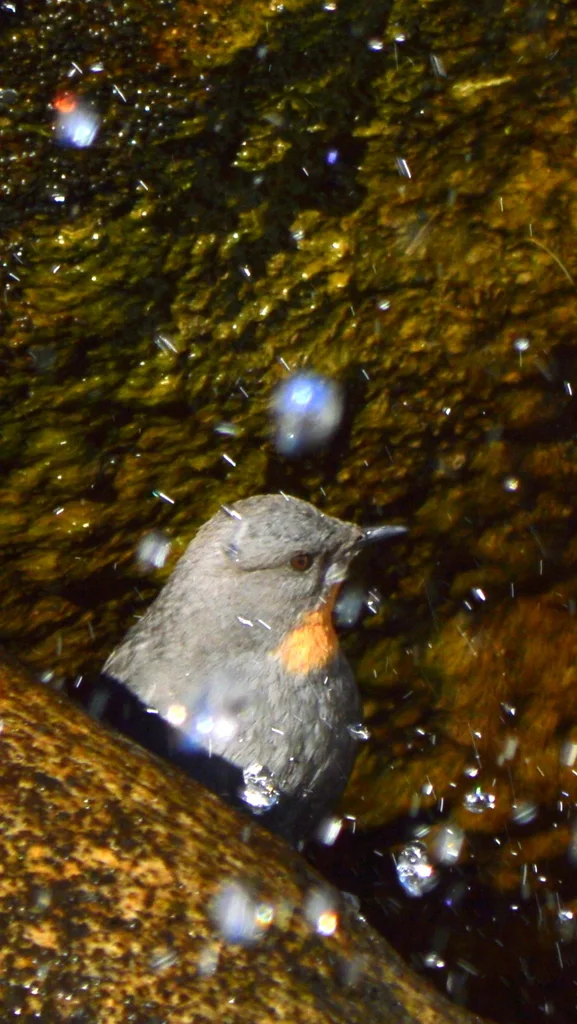 棕喉河乌(Cinclus schulzii)
