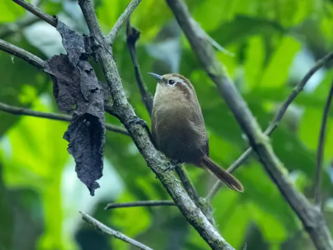 茶色鹪鹩