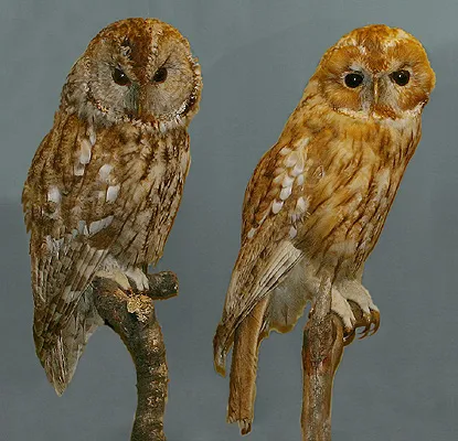 茶色鹪鹩(Cinnycerthia fulva)