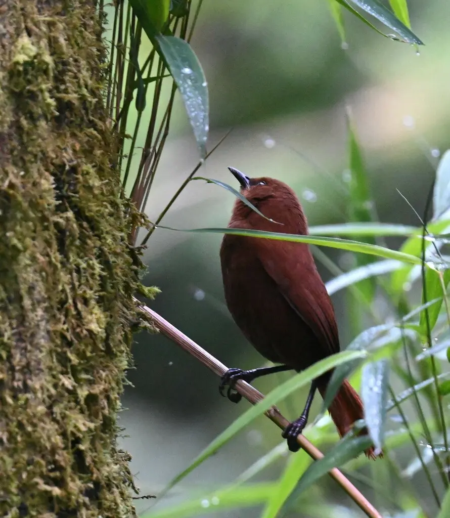 棕鹪鹩(Cinnycerthia unirufa)