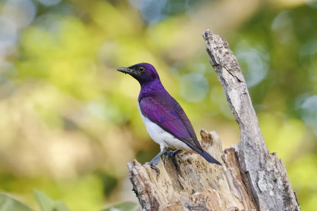 白腹紫椋鸟(Cinnyricinclus leucogaster)