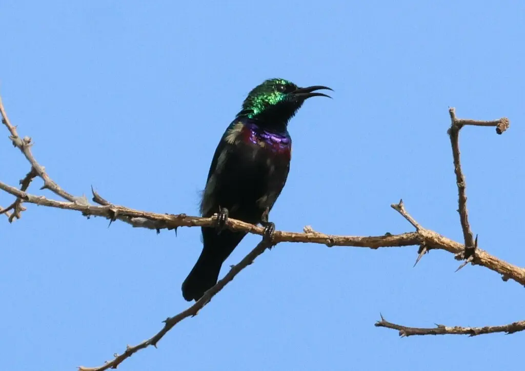 紫斑花蜜鸟(Cinnyris bifasciatus)