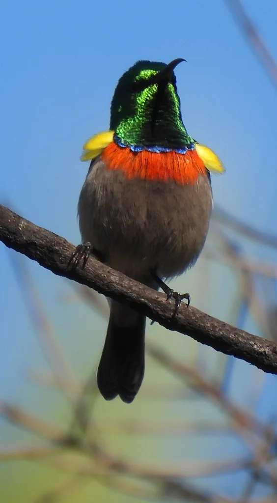 小双领花蜜鸟(Cinnyris chalybeus)