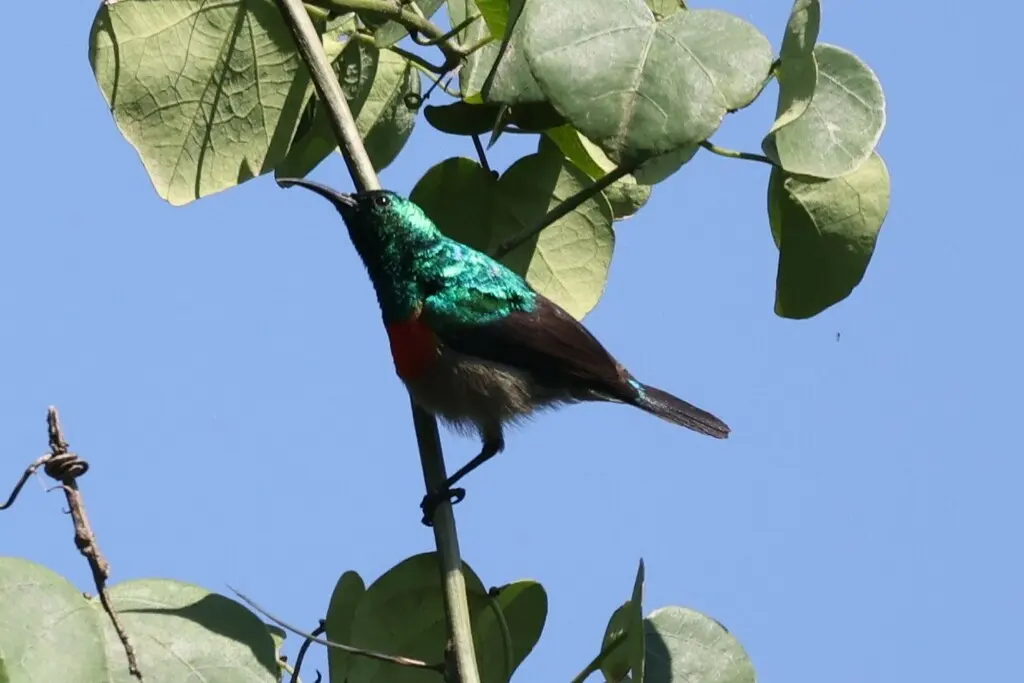 绿腹花蜜鸟(Cinnyris chloropygius)
