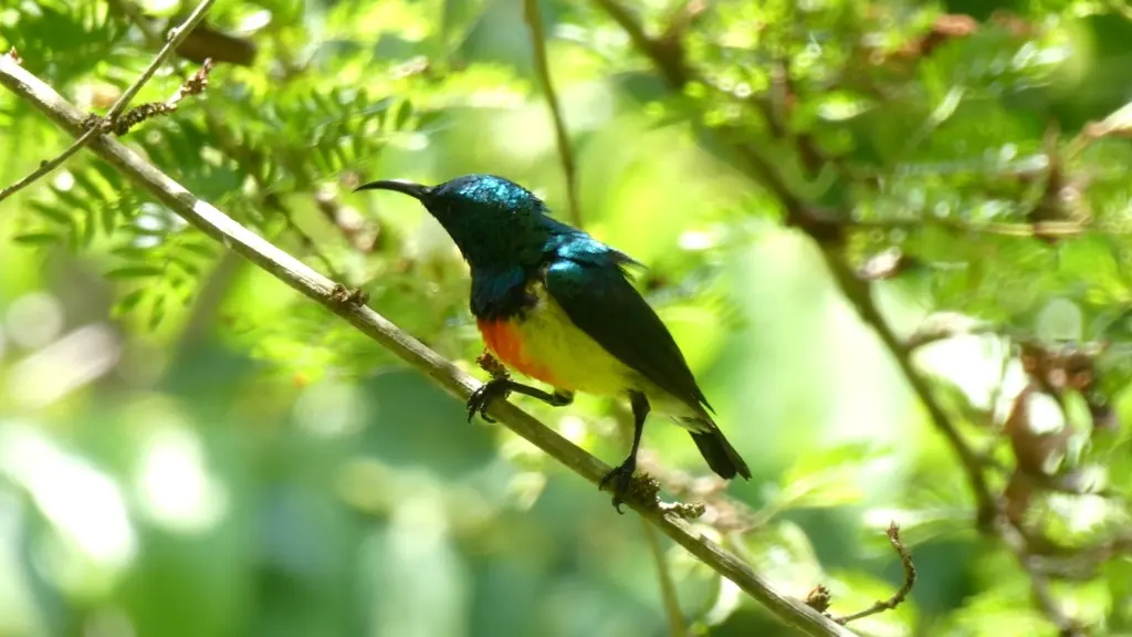 马约岛花蜜鸟(Cinnyris coquerellii)