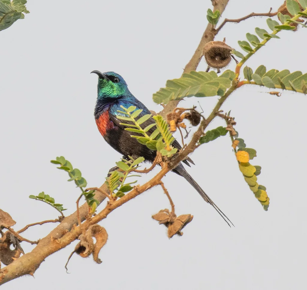 红胸花蜜鸟(Cinnyris erythrocercus)