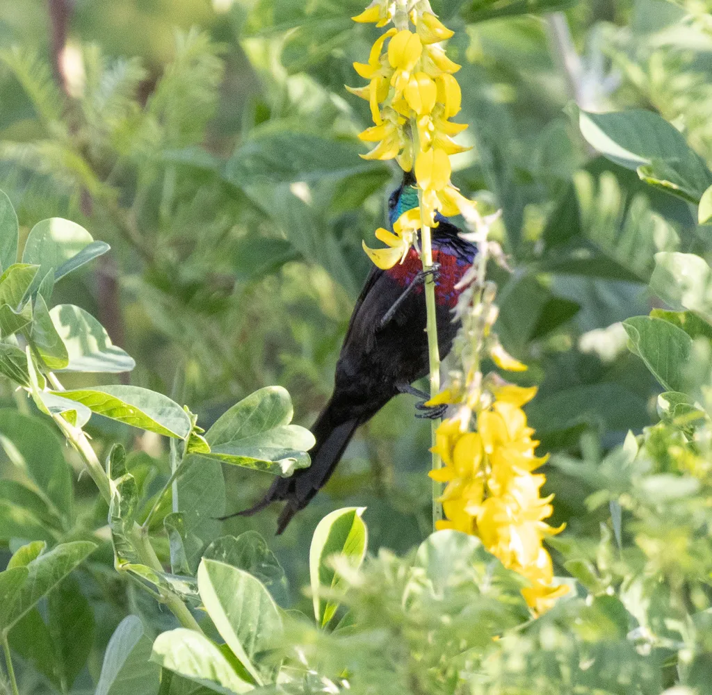 红胸花蜜鸟(Cinnyris erythrocercus)