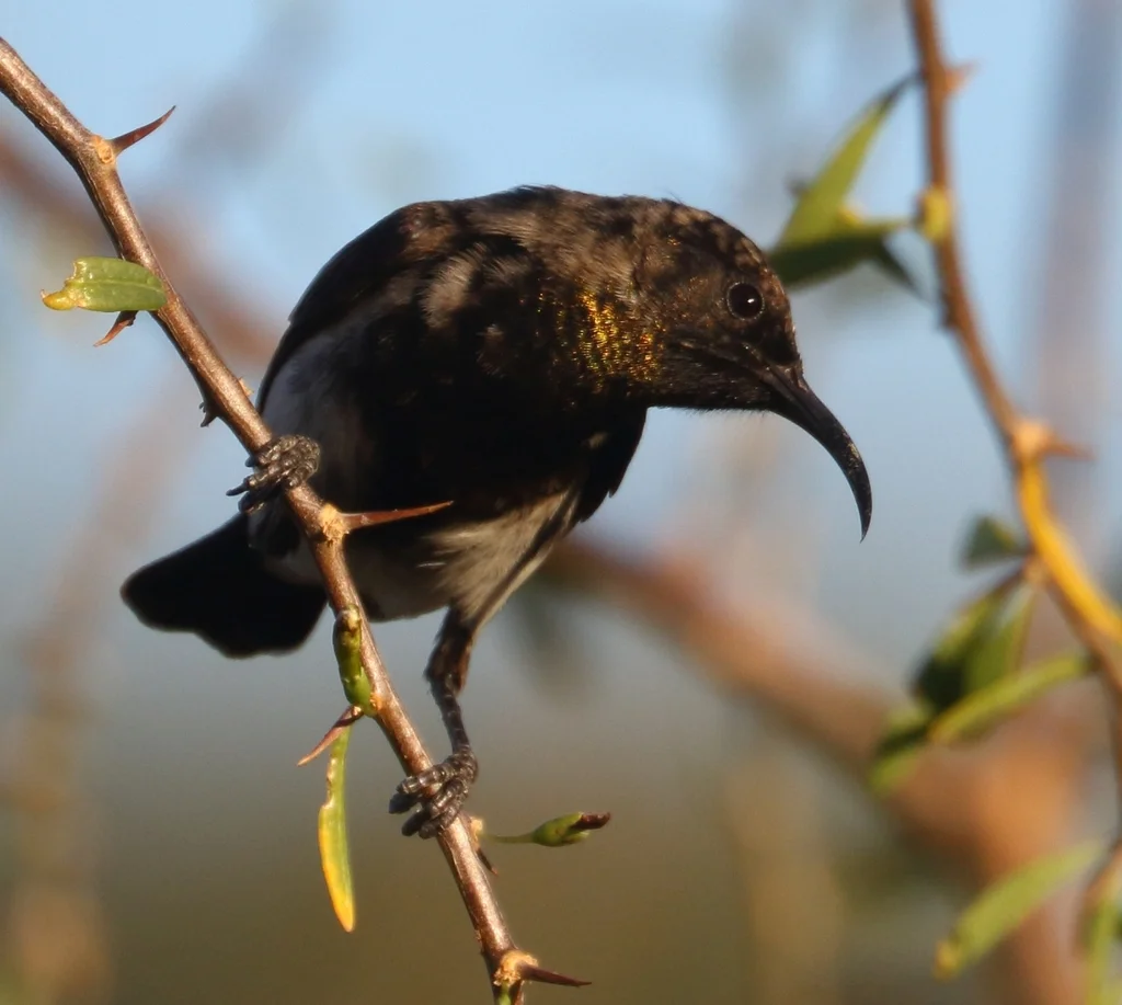 暗色花蜜鸟(Cinnyris fuscus)
