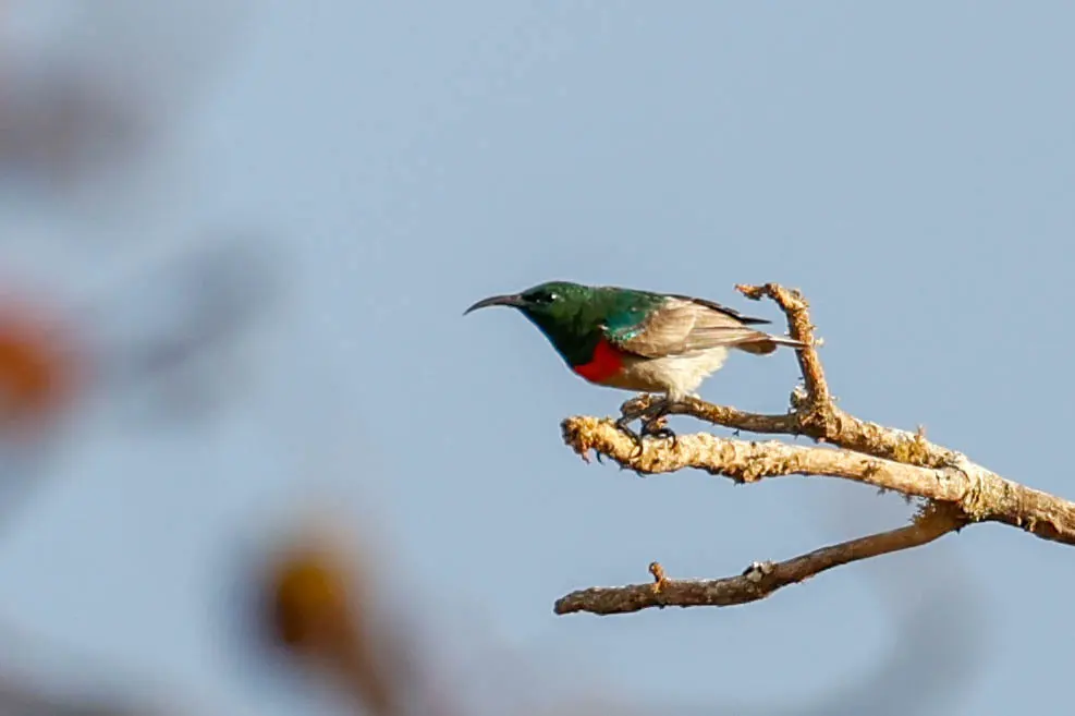 西双领花蜜鸟(Cinnyris gertrudis)