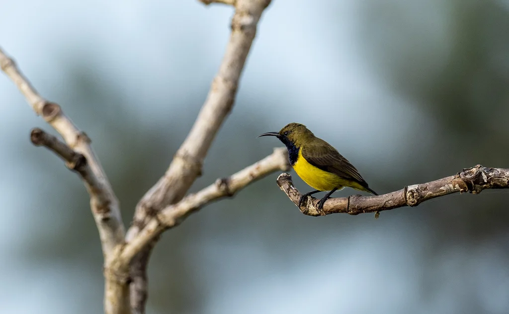 菲律宾花蜜鸟(Cinnyris jugularis)