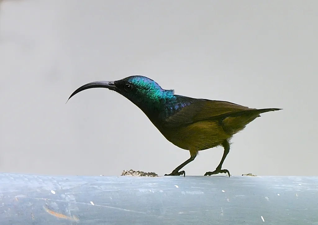 罗氏花蜜鸟(Cinnyris lotenius)
