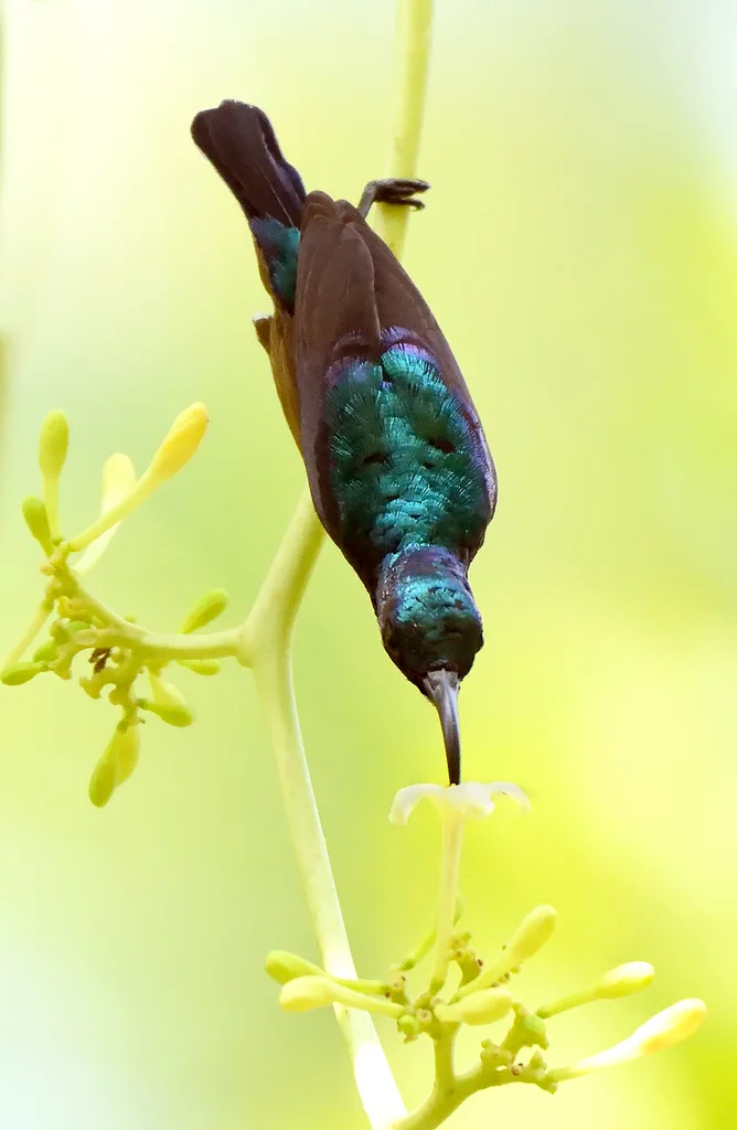罗氏花蜜鸟(Cinnyris lotenius)