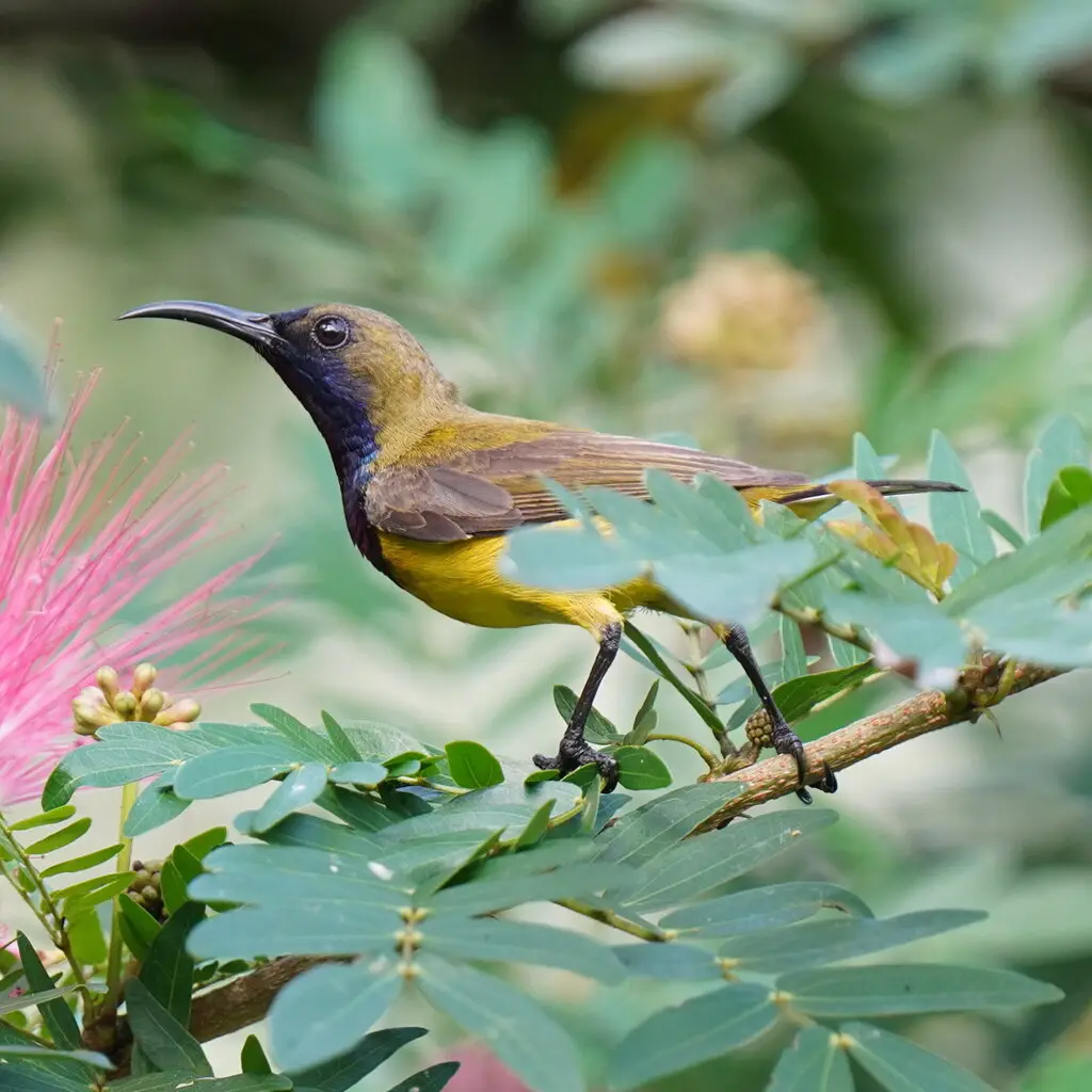 黄腹花蜜鸟(Cinnyris ornatus)