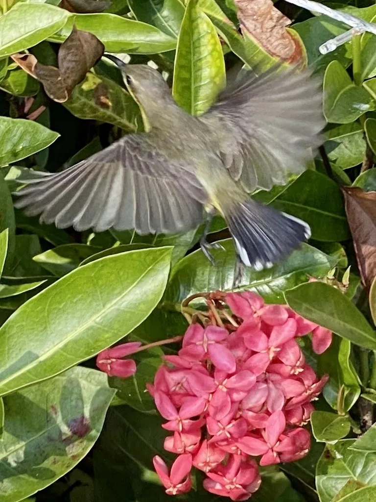 黄腹花蜜鸟(Cinnyris ornatus)