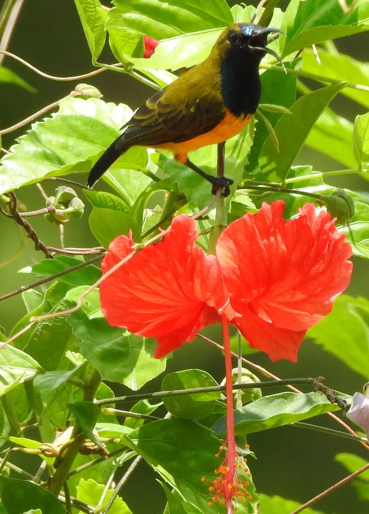 黄腹花蜜鸟(Cinnyris ornatus)