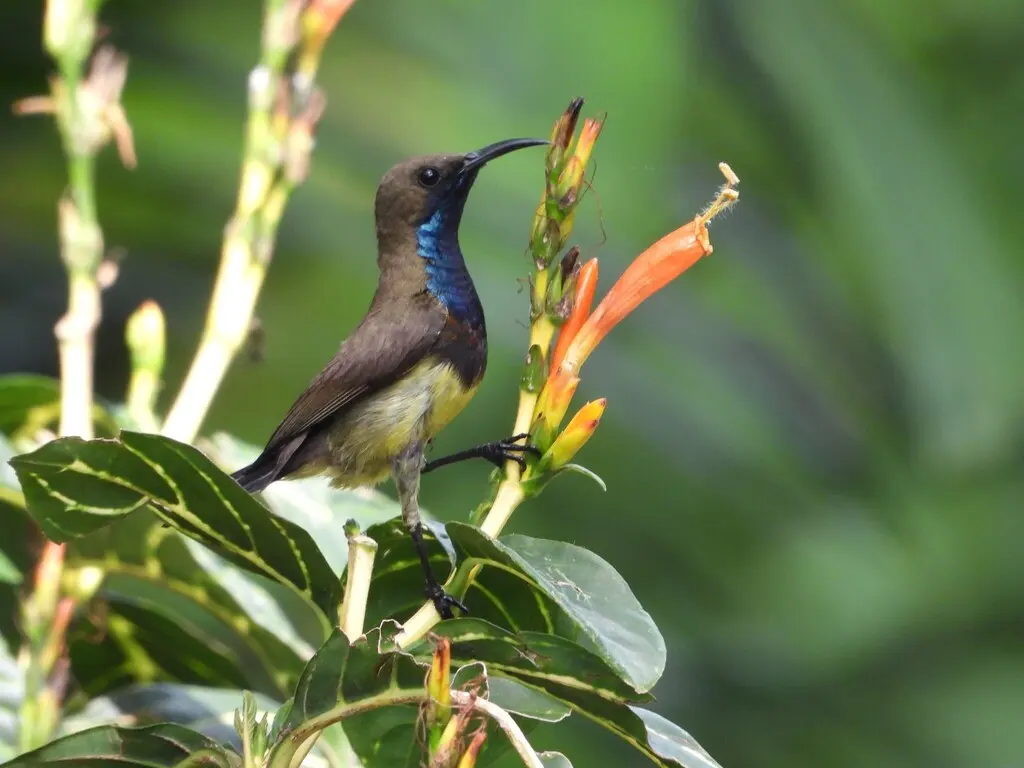 黄腹花蜜鸟(Cinnyris ornatus)