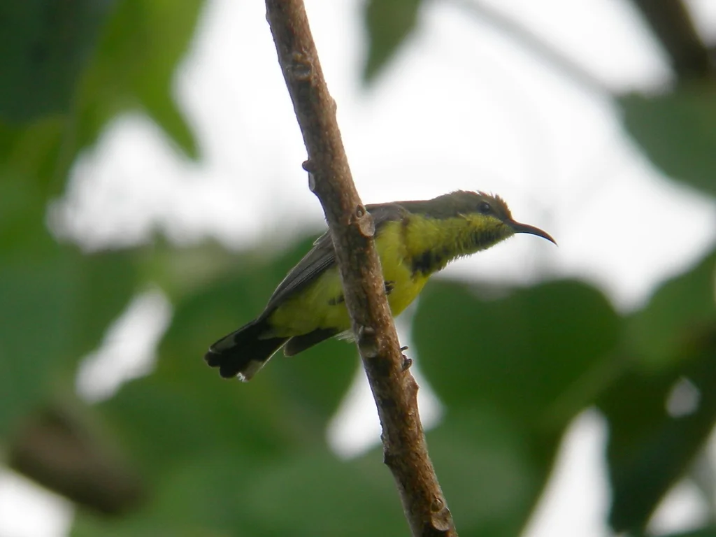 黄腹花蜜鸟(Cinnyris ornatus)