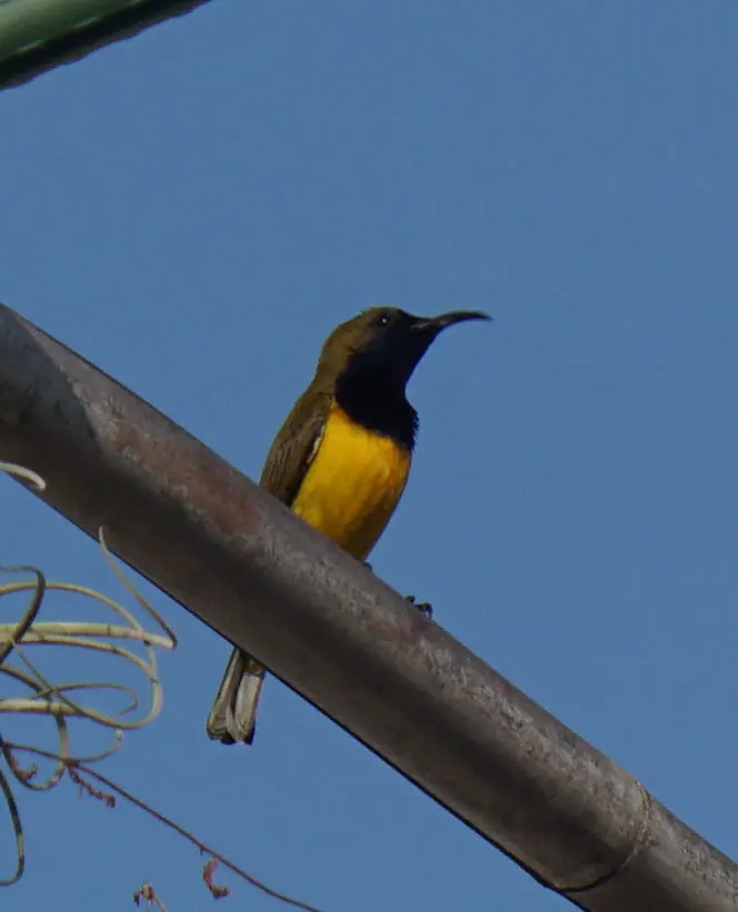 黄腹花蜜鸟(Cinnyris ornatus)
