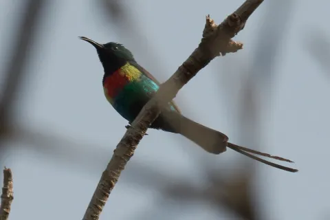 丽色花蜜鸟