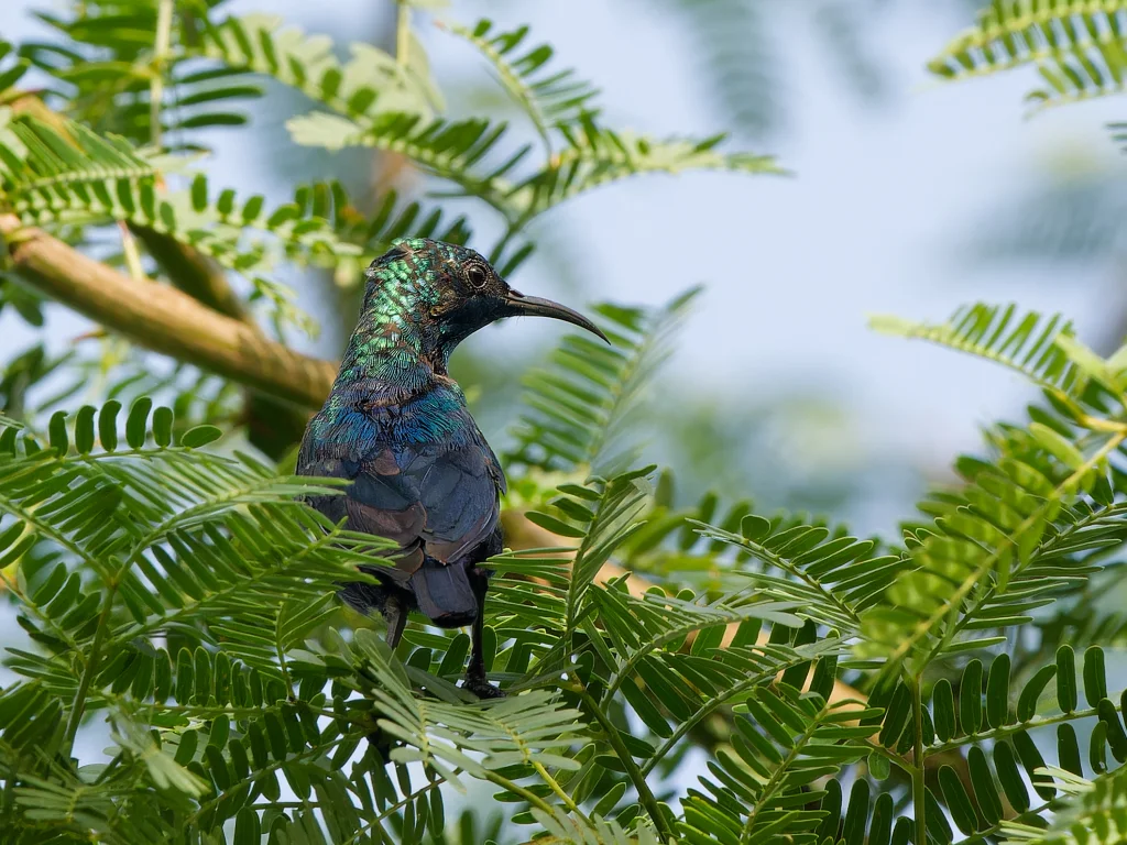 察武花蜜鸟(Cinnyris tsavoensis)