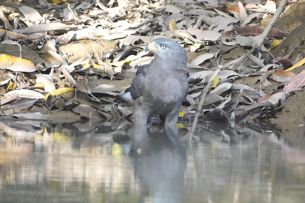 小斑短趾雕(Circaetus cinerascens)