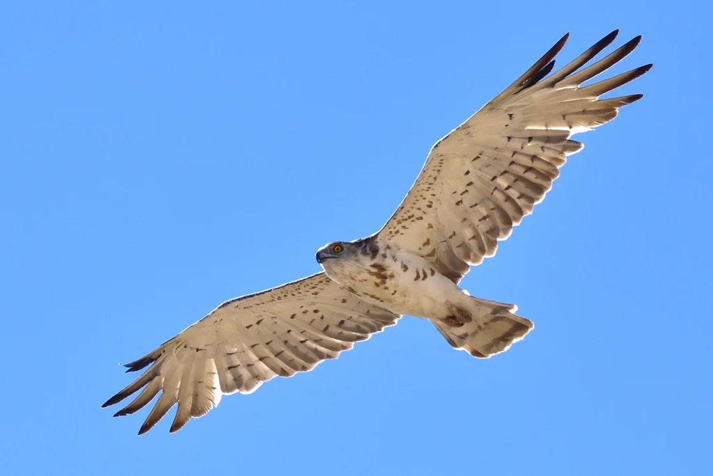 短趾雕(Circaetus gallicus)