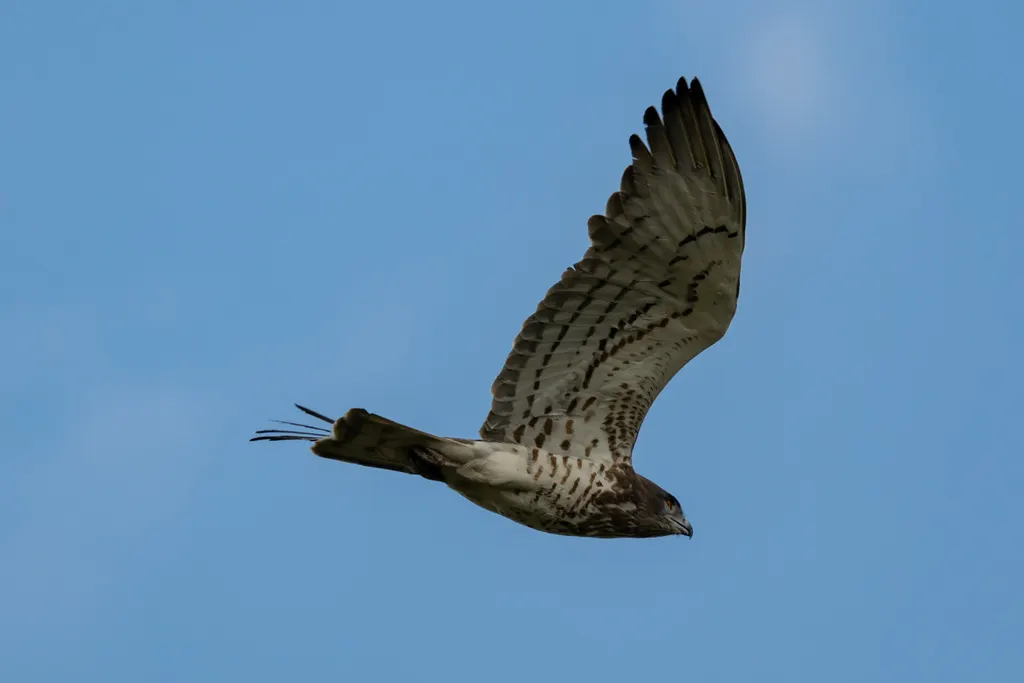 短趾雕(Circaetus gallicus)