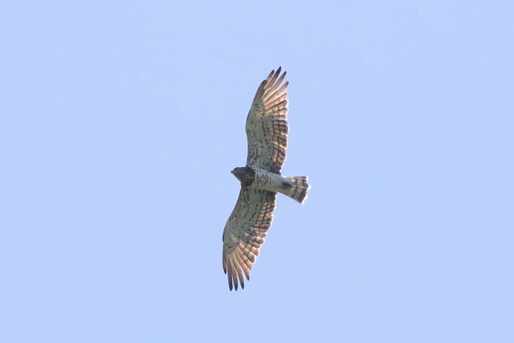 短趾雕(Circaetus gallicus)