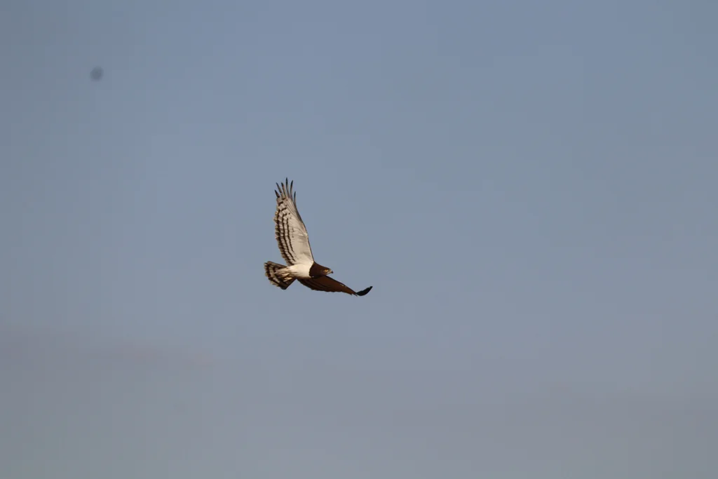 黑胸短趾雕(Circaetus pectoralis)