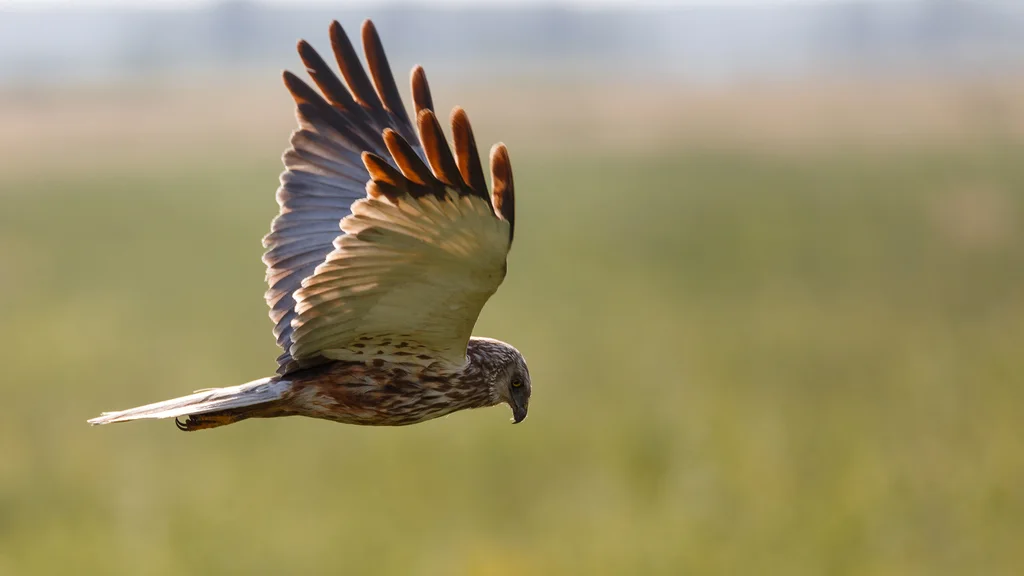 白头鹞(Circus aeruginosus)