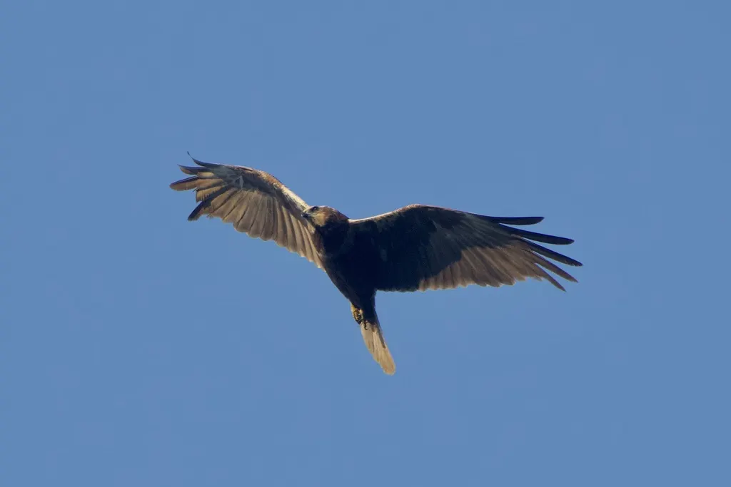 白头鹞(Circus aeruginosus)